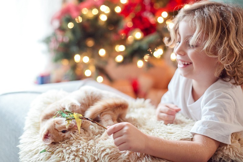 Our new Christmas kittens, Gingerbread and Noel-11