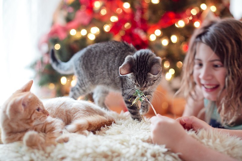 Our new Christmas kittens, Gingerbread and Noel-13