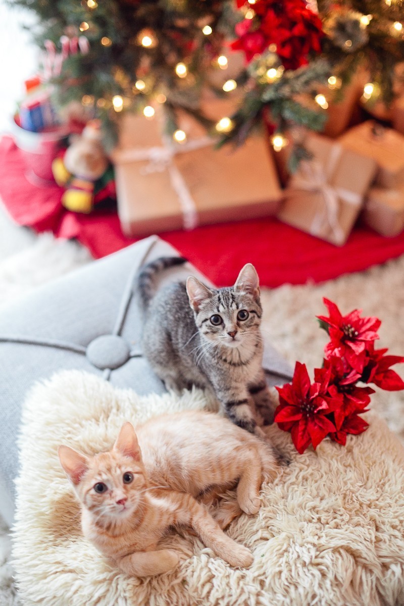 Our new Christmas kittens, Gingerbread and Noel-14