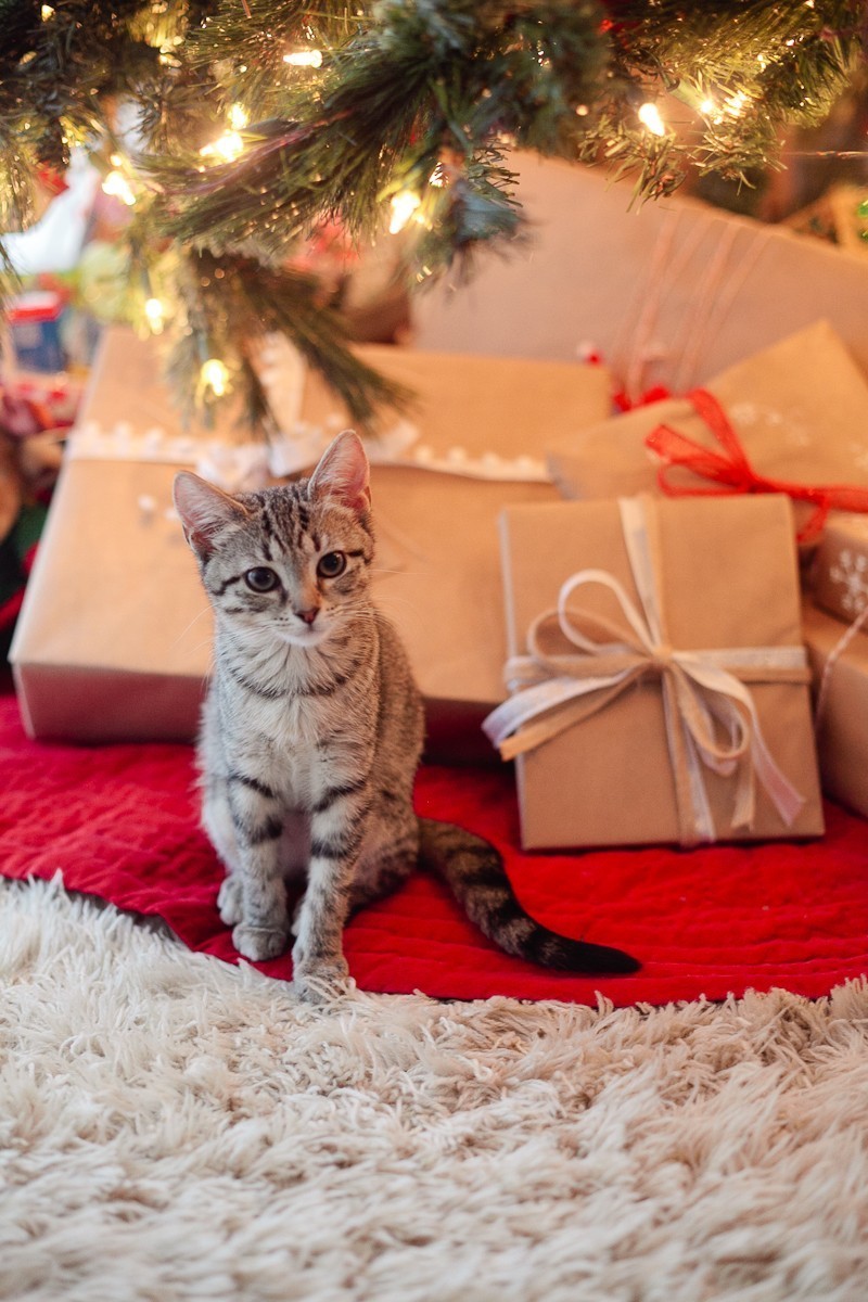 Our new Christmas kittens, Gingerbread and Noel-2
