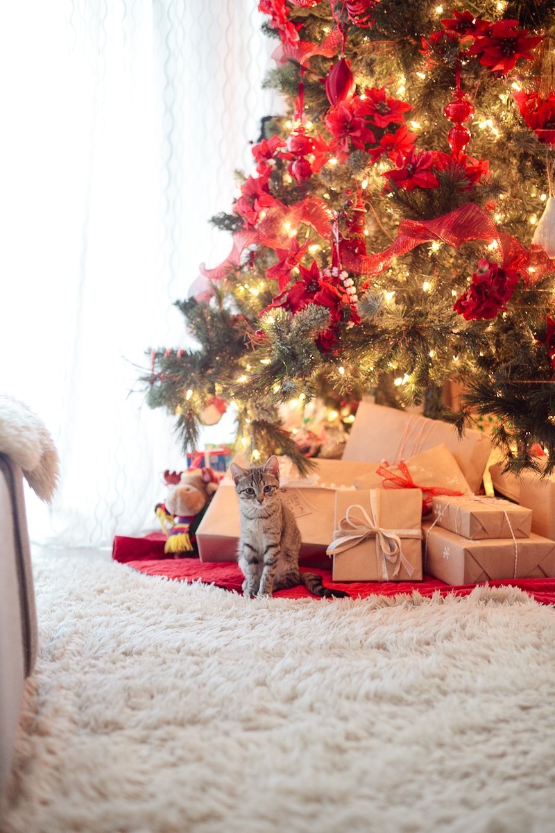 Our new Christmas kittens, Gingerbread and Noel-3