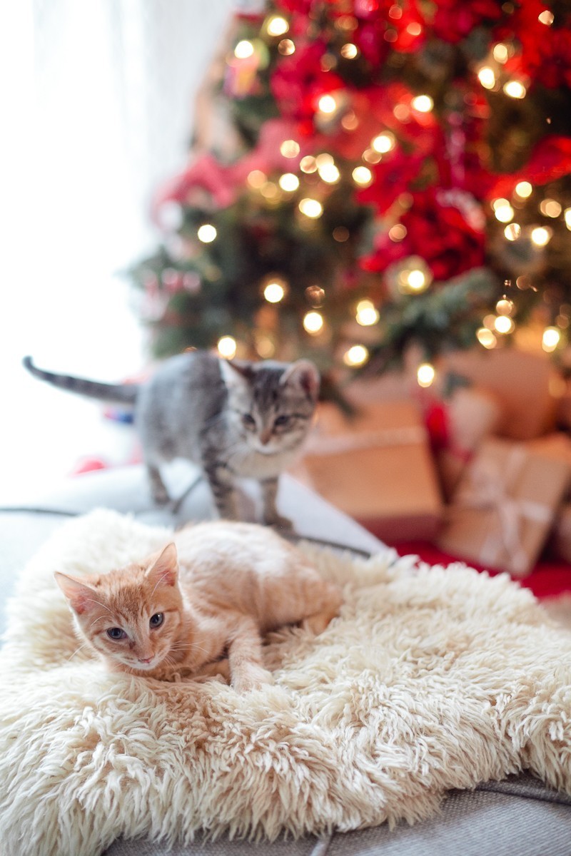 Our new Christmas kittens, Gingerbread and Noel
