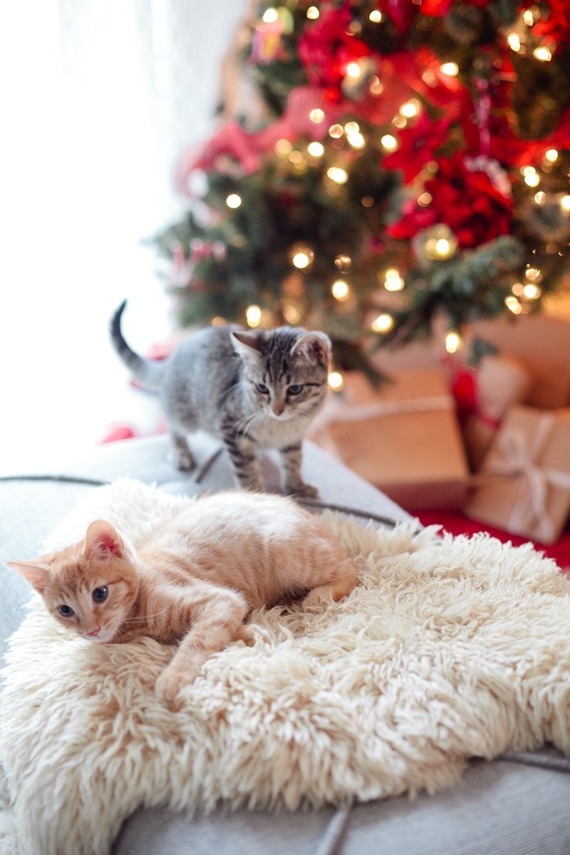 Our new Christmas kittens, Gingerbread and Noel-5