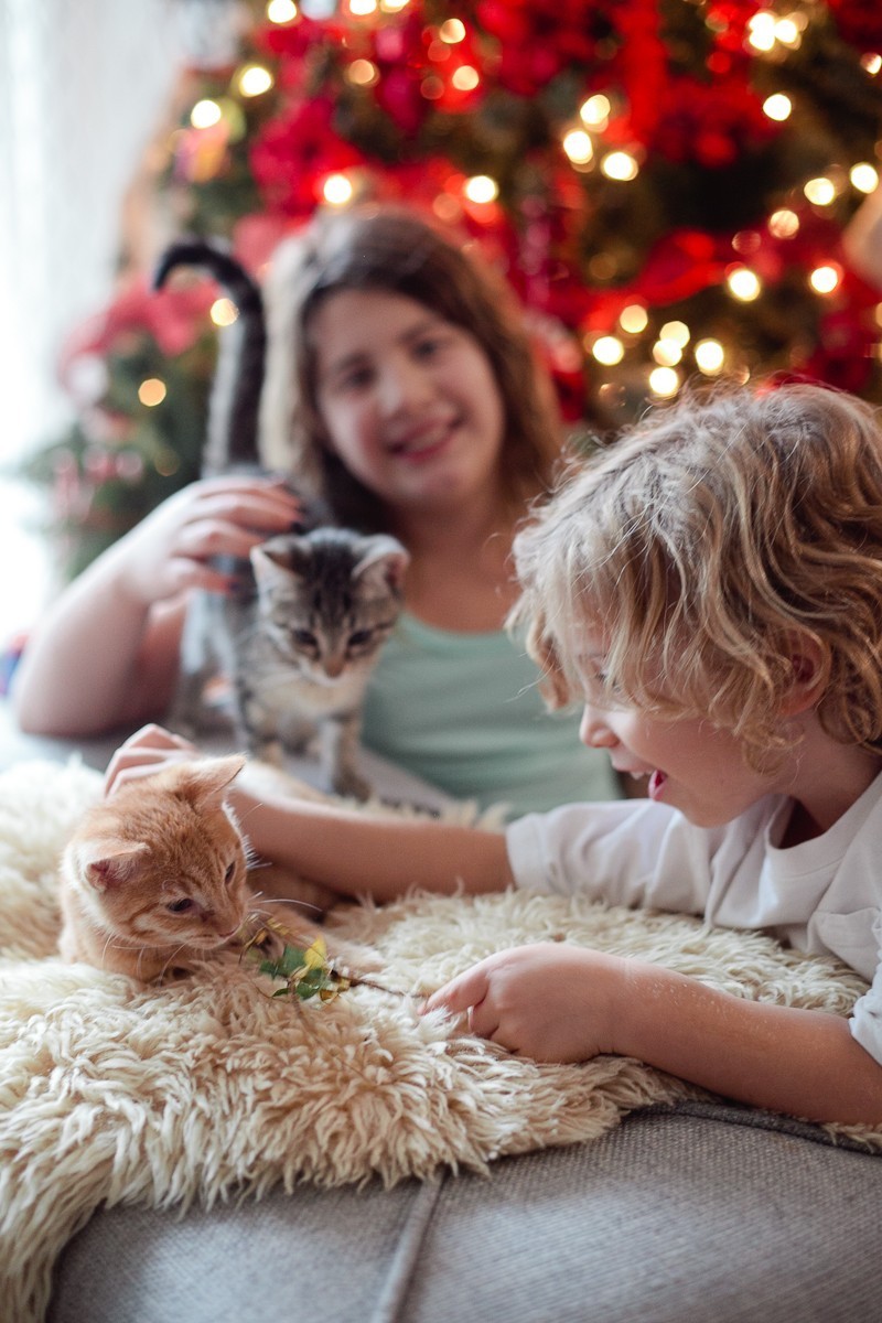 Our new Christmas kittens, Gingerbread and Noel