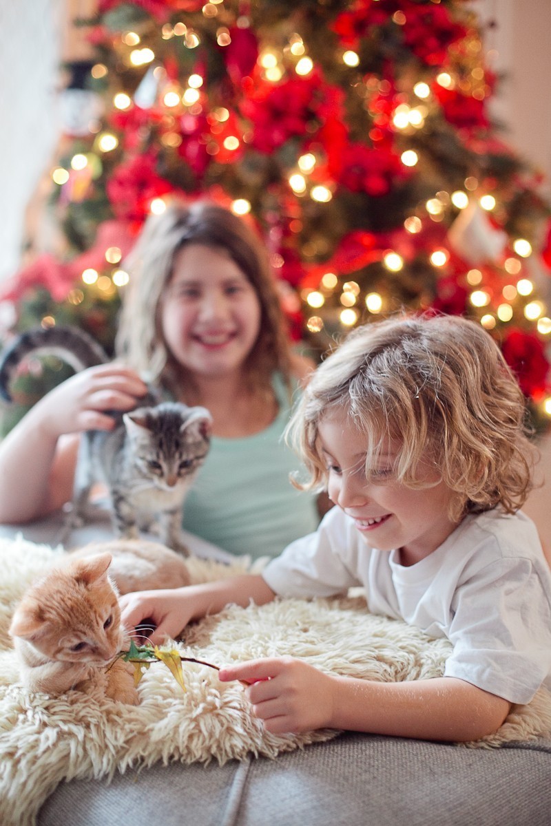 Our new Christmas kittens, Gingerbread and Noel