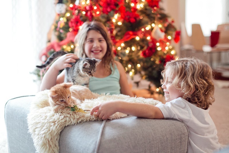 Our new Christmas kittens, Gingerbread and Noel