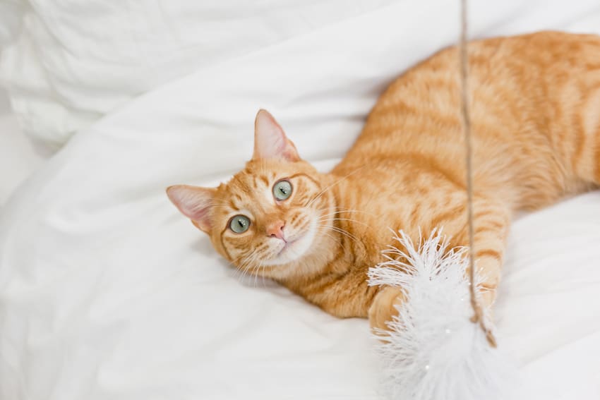 5 tips for the best baby and pet photos!! Plus, a SUPER simple DIY cat toy that your toddler with LOVE!