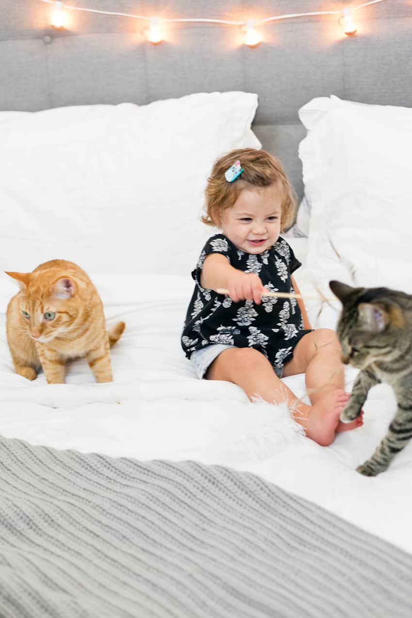 5 tips for the best baby and pet photos!! Plus, a SUPER simple DIY cat toy that your toddler with LOVE!