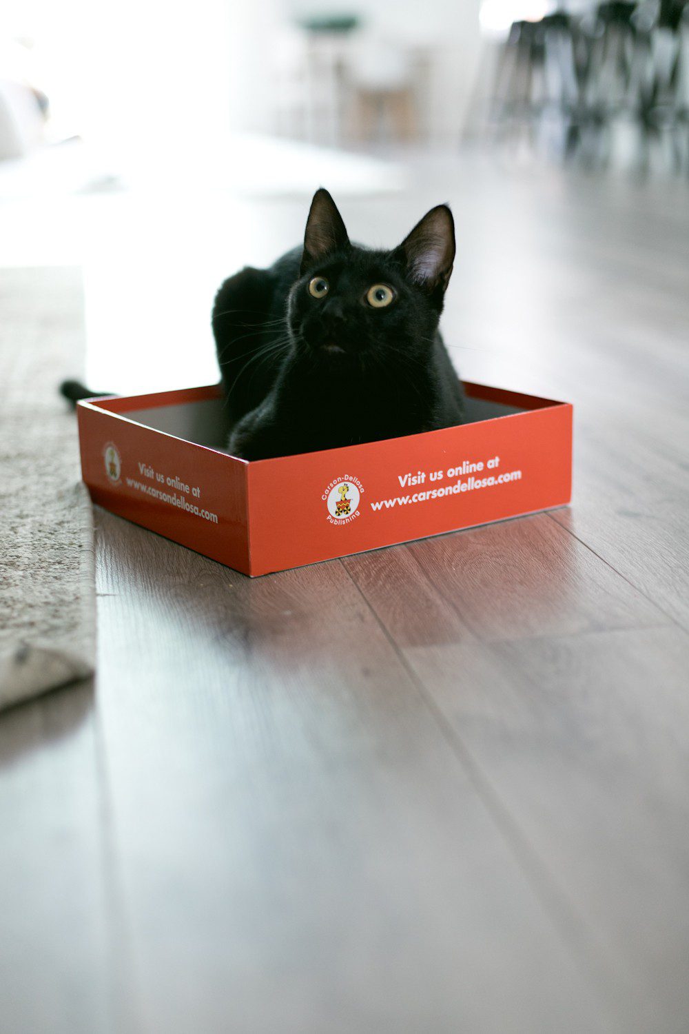 5 Essential Things for the Best Kitten Care from top US lifestyle blogger Tabitha Blue of Fresh Mommy Blog! I hate cat litter! Here’s why the Litter Robot is amazing and our new kitten care best friend. | How to Train Your Cat to Use the Litter Box by popular Tampa life and style blog, Fresh Mommy: image of a black cat sitting in a box.