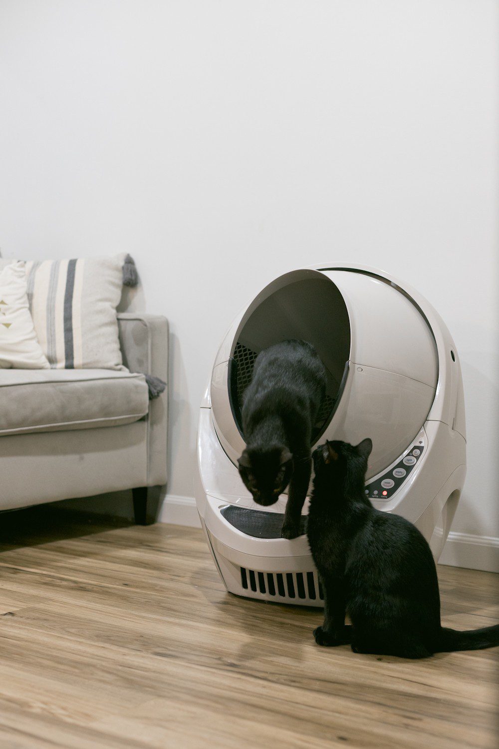 Do you have a new kitten or an older cat, that is having trouble using the litter box? Often, this frustrating issue can be solved with simple changes to your litter box setup and making sure that your cat is physically healthy and happy. Read more for 8 easy steps on how to train your cat to use the litter box. | How to Train Your Cat to Use the Litter Box by popular Tampa life and style blog, Fresh Mommy: image of two cats next to the Litter-Robot.