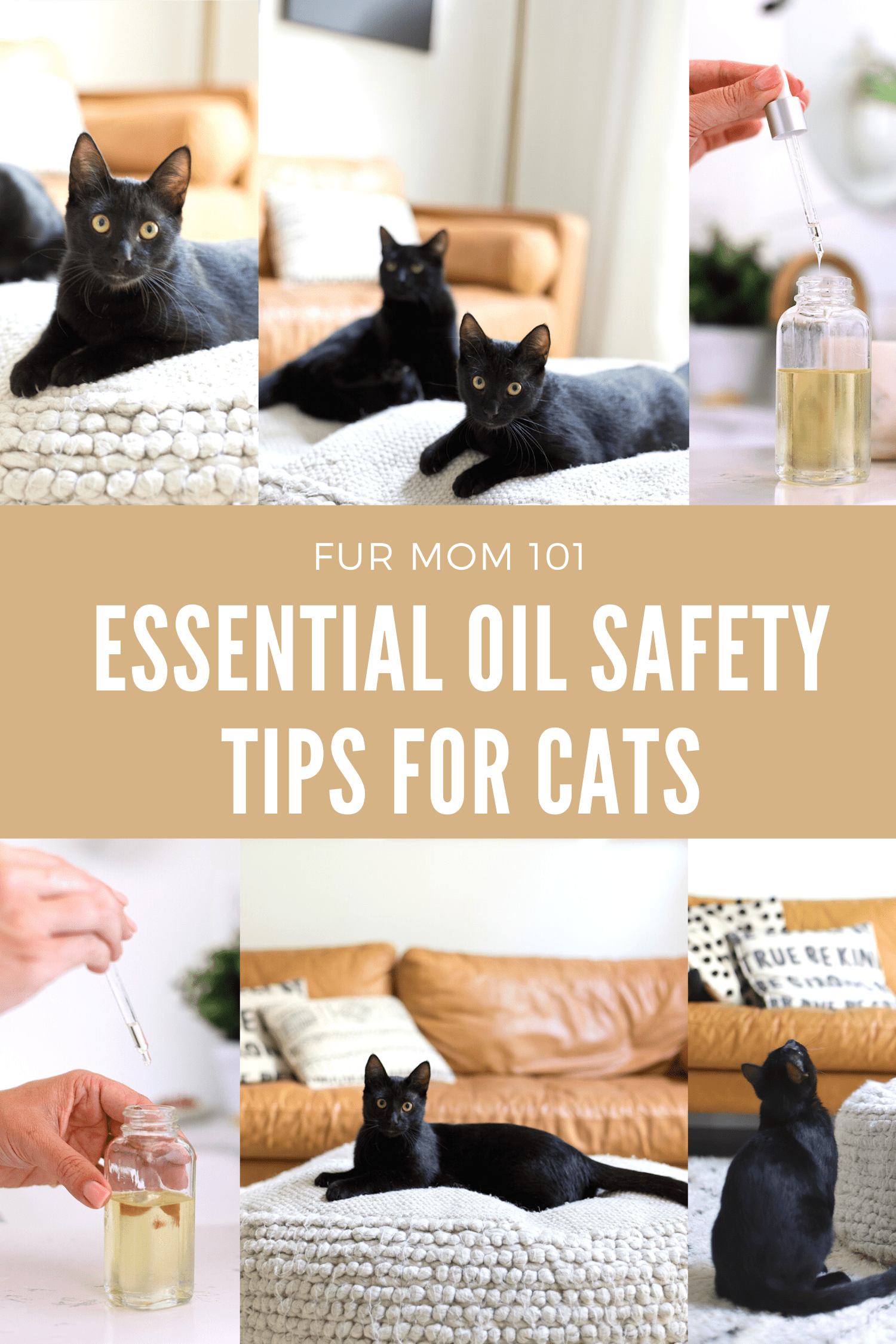 Is Essential Oil Safe for Cats, a comprehensive guide featured by top US lifestyle blogger, Tabitha Blue of Fresh Mommy Blog