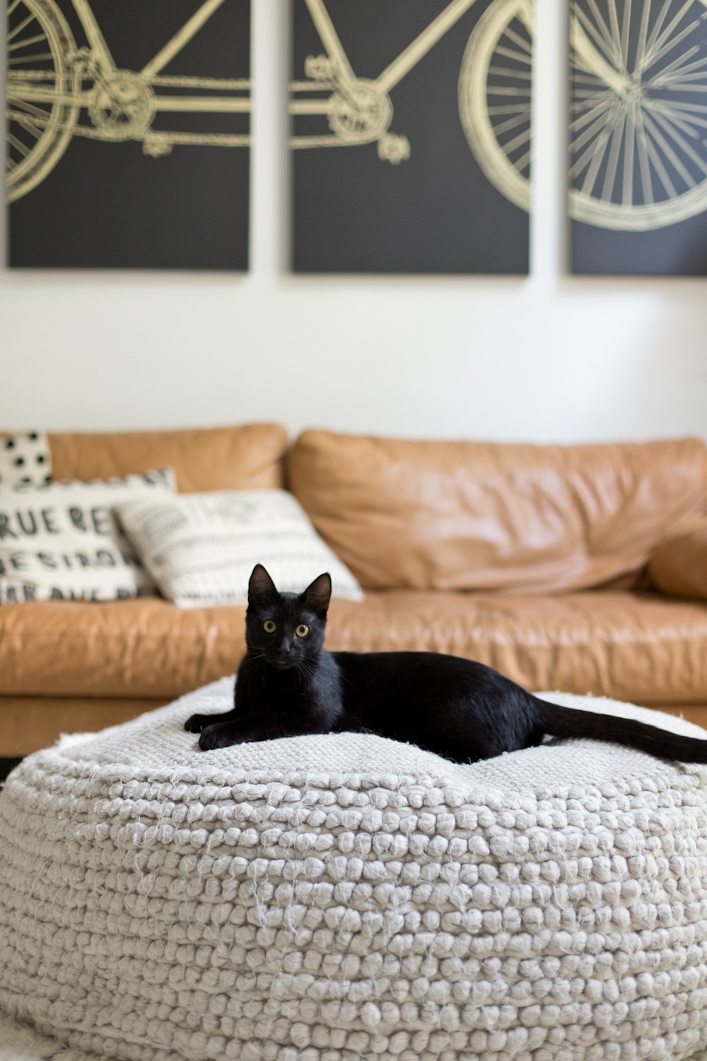 Is Essential Oil Safe for Cats, a comprehensive guide featured by top US lifestyle blogger, Tabitha Blue of Fresh Mommy Blog