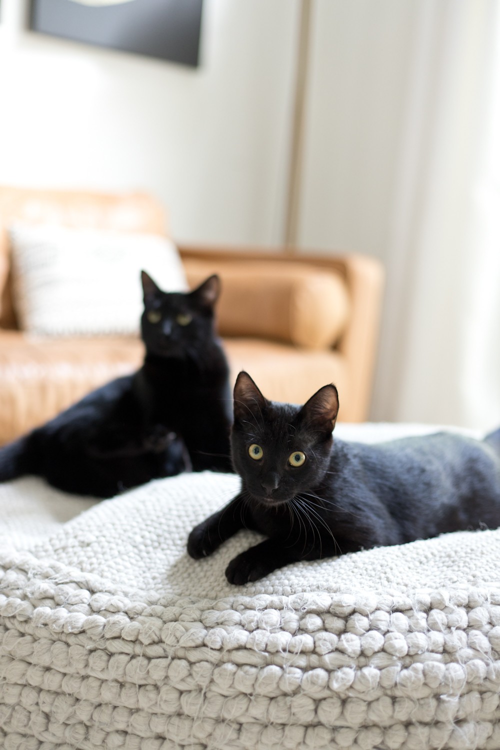Is Essential Oil Safe for Cats, a comprehensive guide featured by top US lifestyle blogger, Tabitha Blue of Fresh Mommy Blog