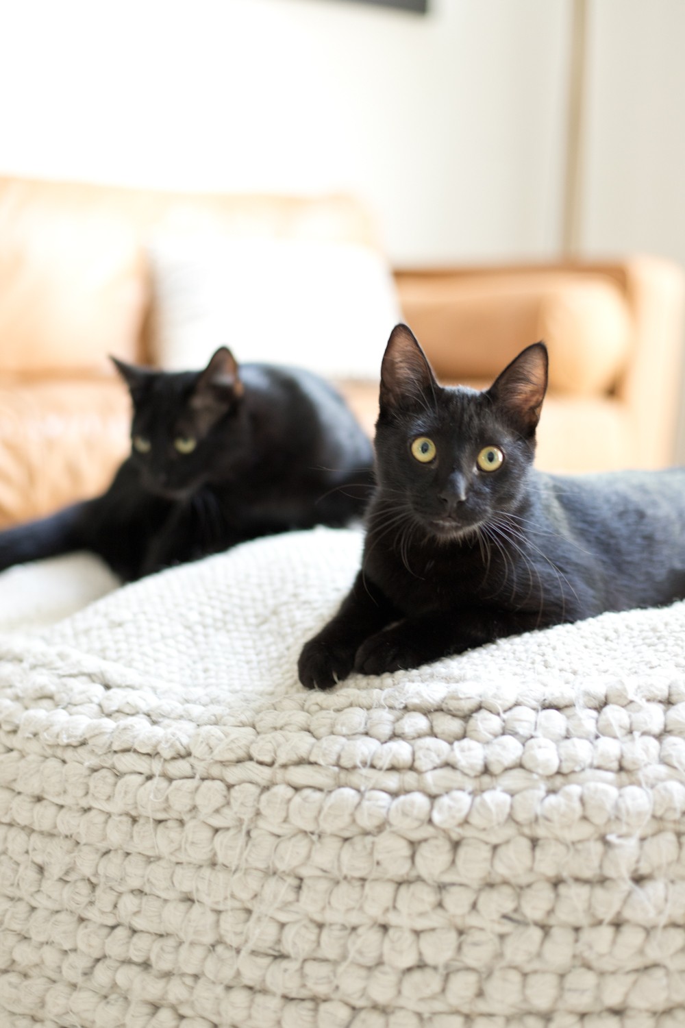 Is Essential Oil Safe for Cats, a comprehensive guide featured by top US lifestyle blogger, Tabitha Blue of Fresh Mommy Blog