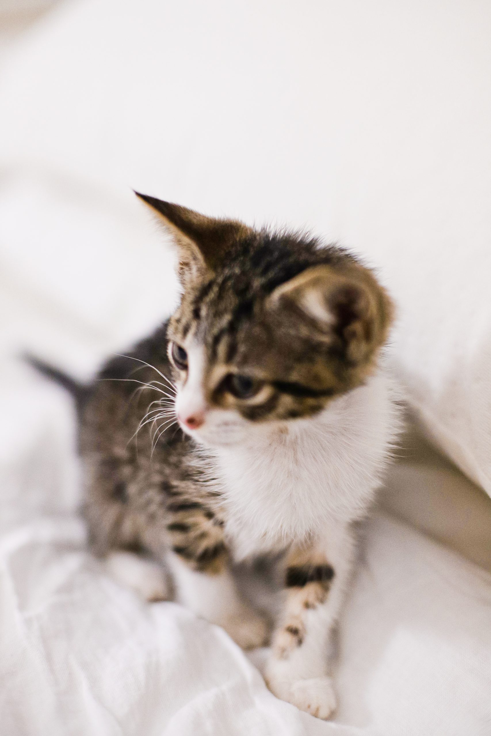 Learn how to teach your 'cat kid' the essentials of pet care. This guide provides tips and tricks to help your child become a responsible and loving pet owner.