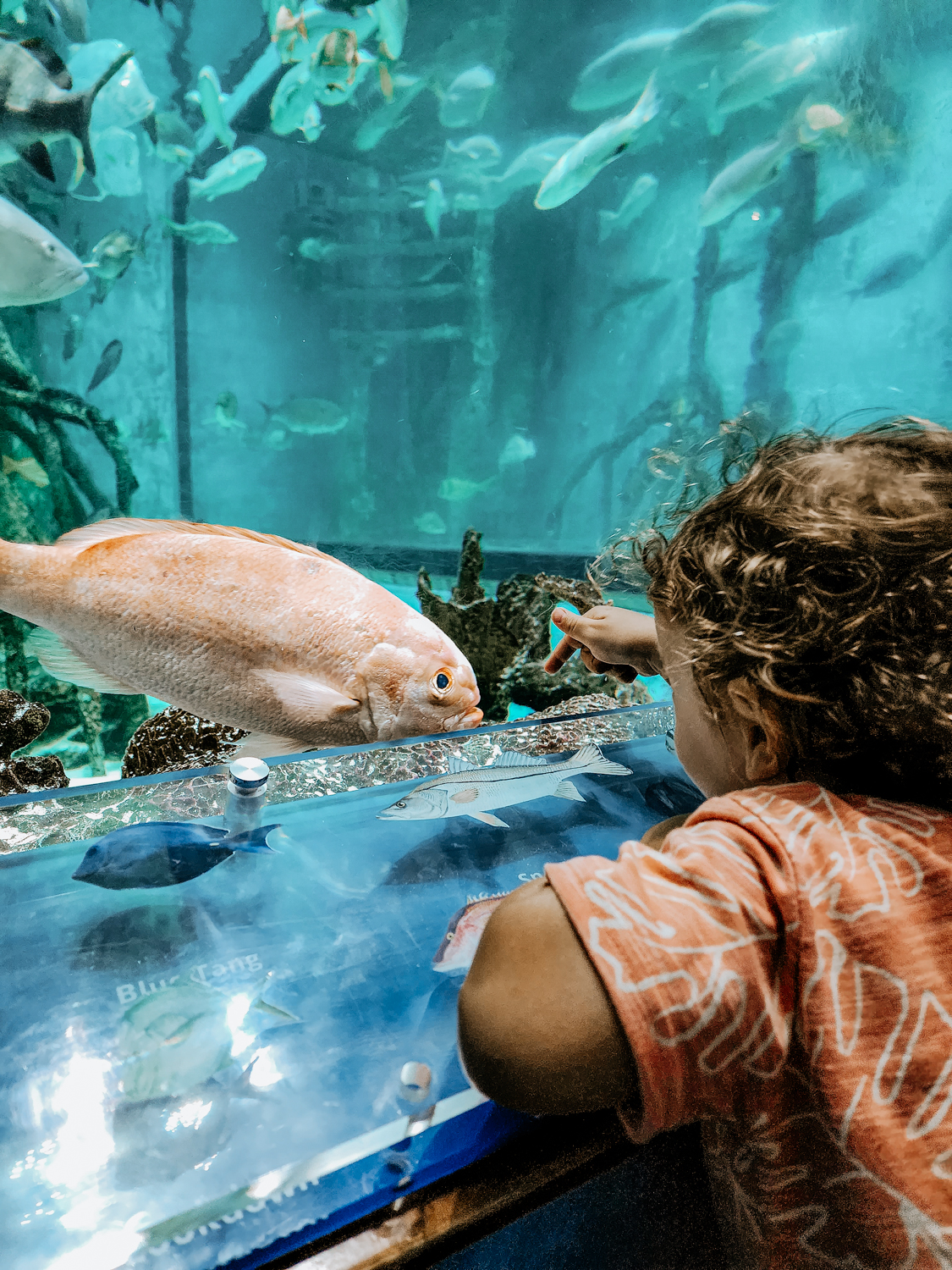 Explore the Aquarium at Rum Fish Grill and swim with the fishes at Tradewinds Resort St. Pete Beach Florida 
